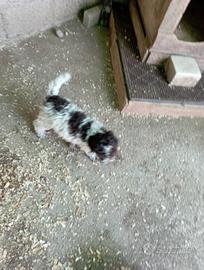 Cuccioli di Lagotto romagnolo