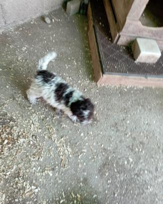 Cuccioli di Lagotto romagnolo