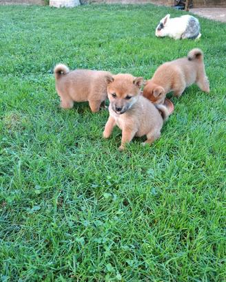 Cuccioli Shiba Inu