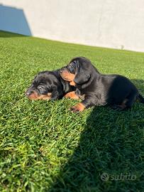 Cucciolo di bassotto