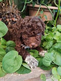 Cuccioli Lagotto Romagnolo maschio