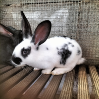Conigli papillon pezzato e Zelda svezzati di 50 gg