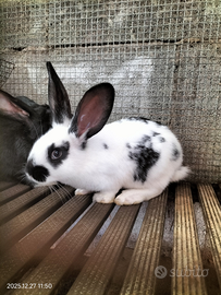 Conigli papillon pezzato e Zelda svezzati di 50 gg