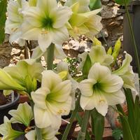 Bulbo Hippeastrum/ Amarillis North Pole 