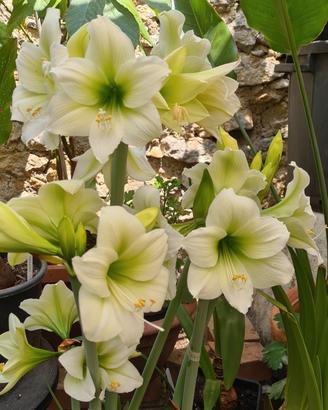 Bulbo Hippeastrum/ Amarillis North Pole 