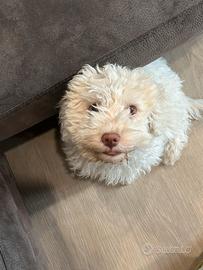 Cucciola avviata al tartufo