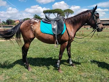 Super Pony