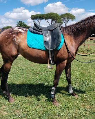 Cavalla appaloosa