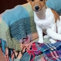 Ultima femminuccia Jack Russell terrier
