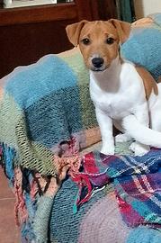 Ultima femminuccia Jack Russell terrier