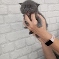 British shorthair femmina