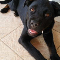 Meticcio di circa 6 anni