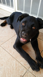 Meticcio di circa 6 anni