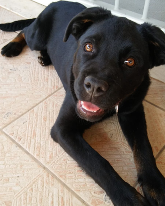 Meticcio di circa 6 anni