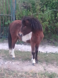Pony