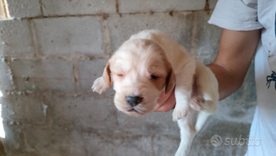 Cuccioli di Setter Inglese