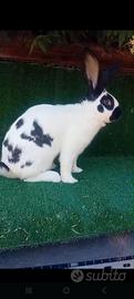 Conigli giganti papillon