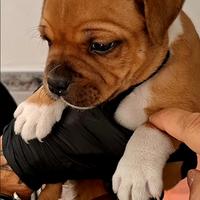 Staffordshire bull terrier