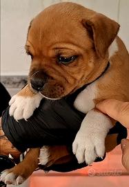 Staffordshire bull terrier