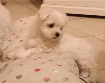 Maltese puro