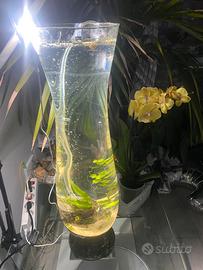 Acquario a vaso