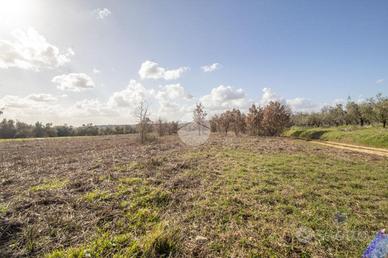 TER. AGRICOLO A PALOMBARA SABINA