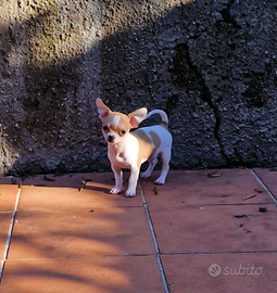 Mini cucciolo di chihuahua