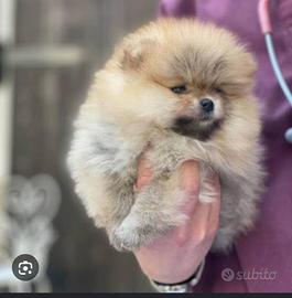 Spitz