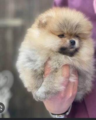 Spitz