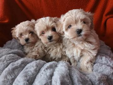 Maltipoo