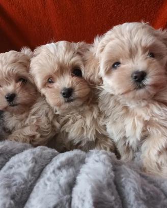 Maltipoo