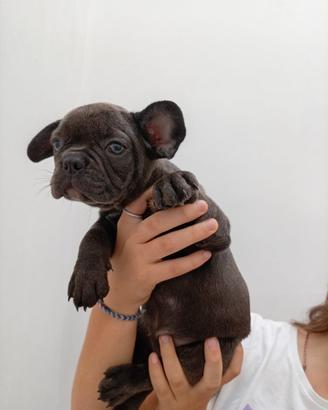 bulldog francese 