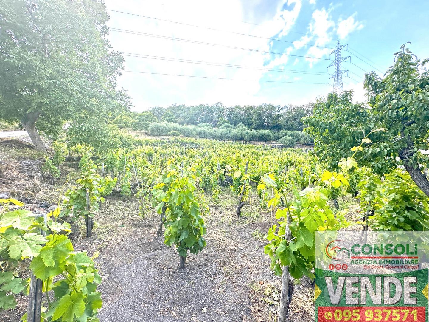 Terreno agricolo con fabbricato a Linguaglossa - Vista 4