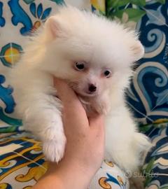 Spitz tedesco nano Pomerania mini