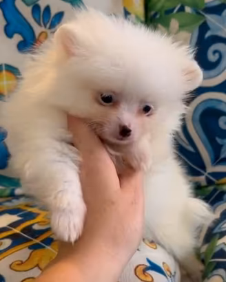 Spitz tedesco nano Pomerania mini