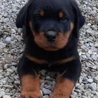 Cucciolo di rottweiler