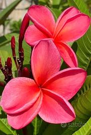 Plumeria rubra ‘Red 59’