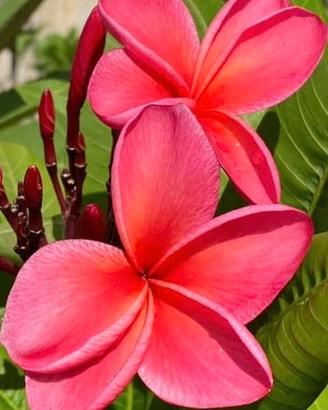 Plumeria rubra ‘Red 59’