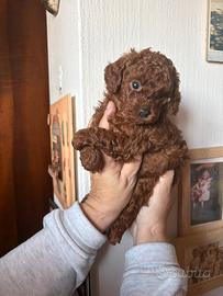 Toy rosso Brown barboncino