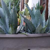 Agave americana in fioriera