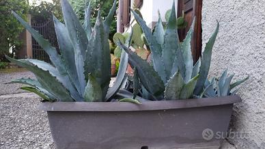 Agave americana in fioriera