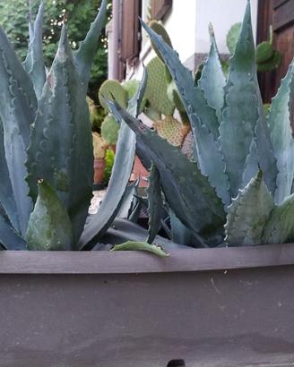 Agave americana in fioriera