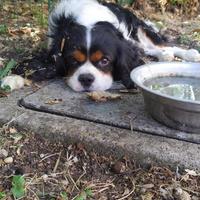 Cavalier king maschio