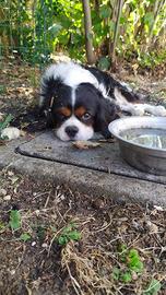 Cavalier king maschio
