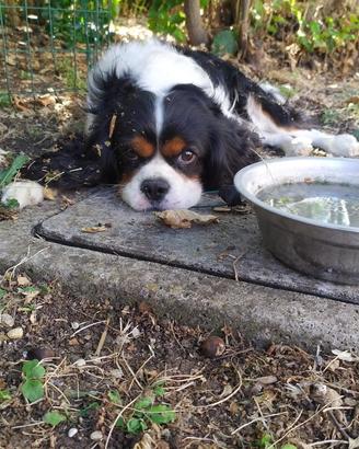 Cavalier king maschio
