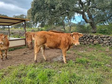 Torelli e Vacche Limousine Bio