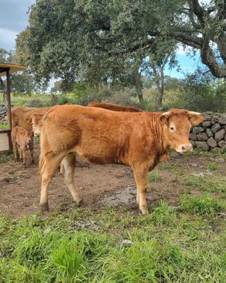 Torelli e Vacche Limousine Bio