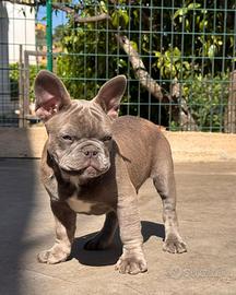 Cucciolo bulldog francese