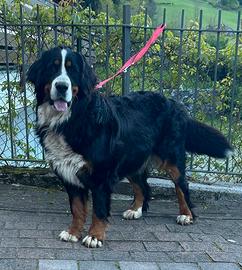 Femmina di bovaro del bernese