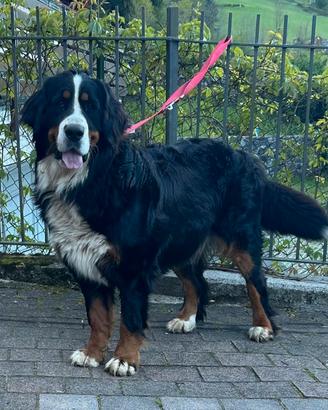 Femmina di bovaro del bernese